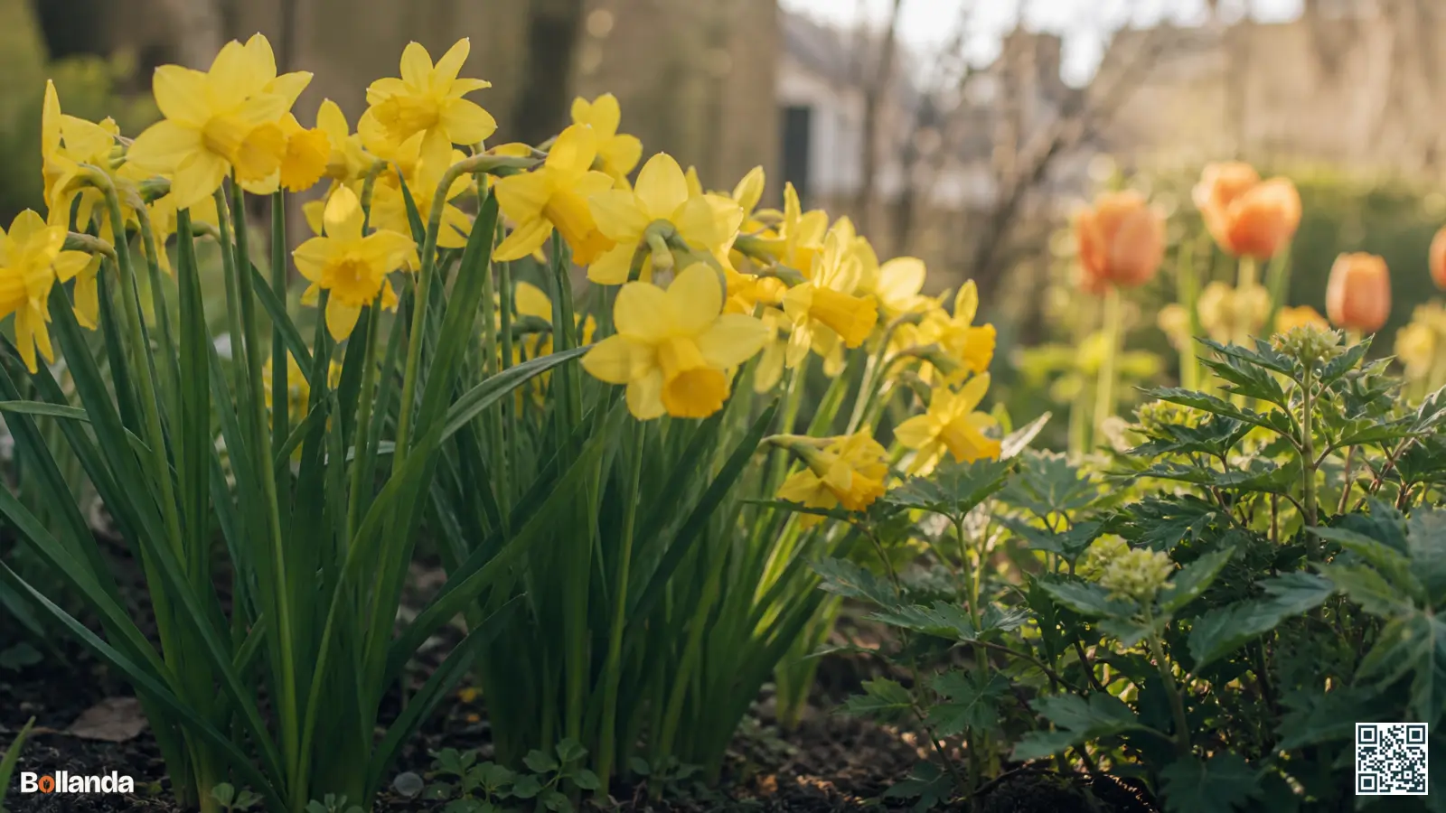 Groep gele narcissen die jaarlijks terugkomt in een Nederlandse voorjaarsborder met fris groen blad eromheen.